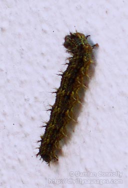 A caterpillar crawling up a wall