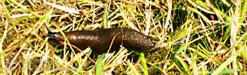 A slug crawls over the cut grass